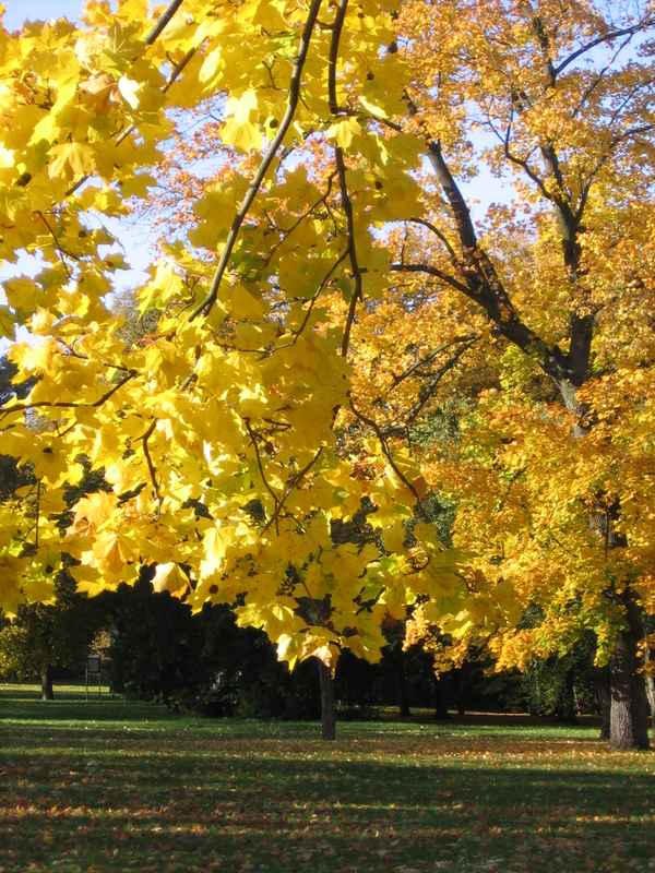 Herbst2005 010