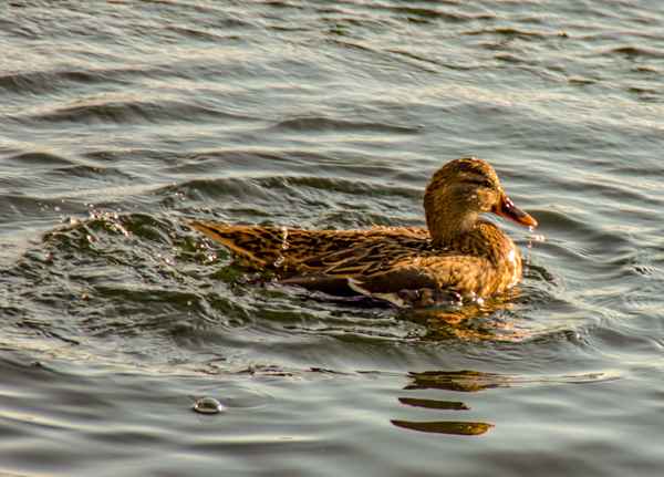 Ente nach dem GV