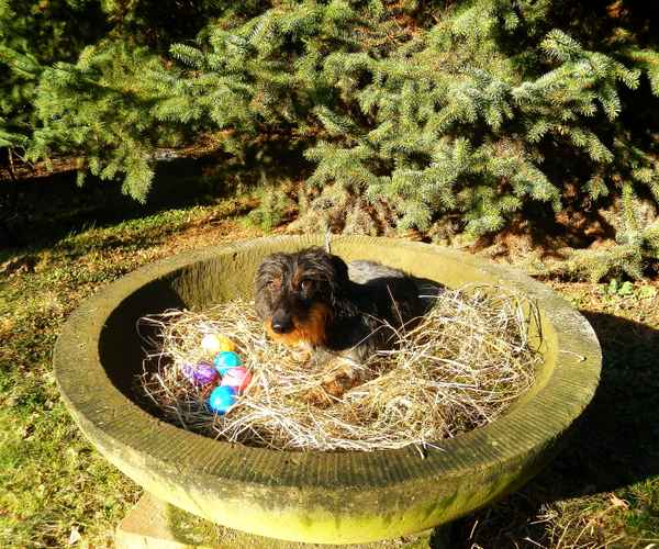 Osterhase?
