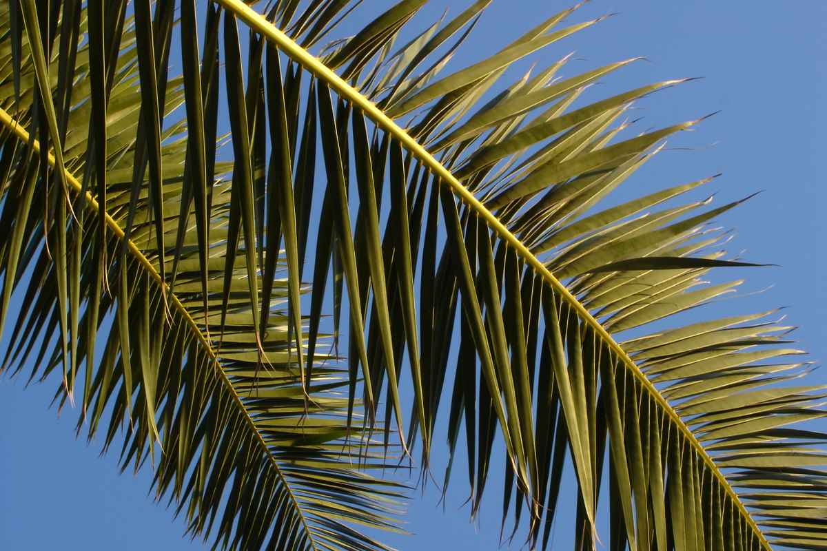 Palmenblätter
