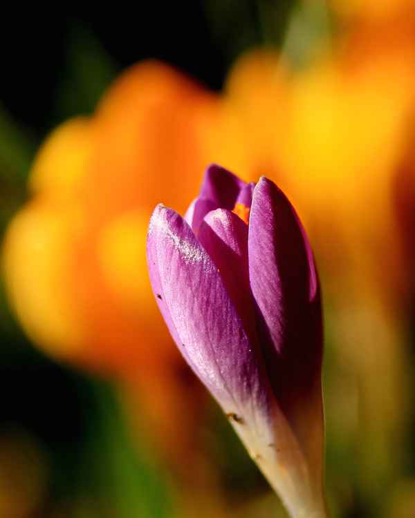 das sonnenbad genießen