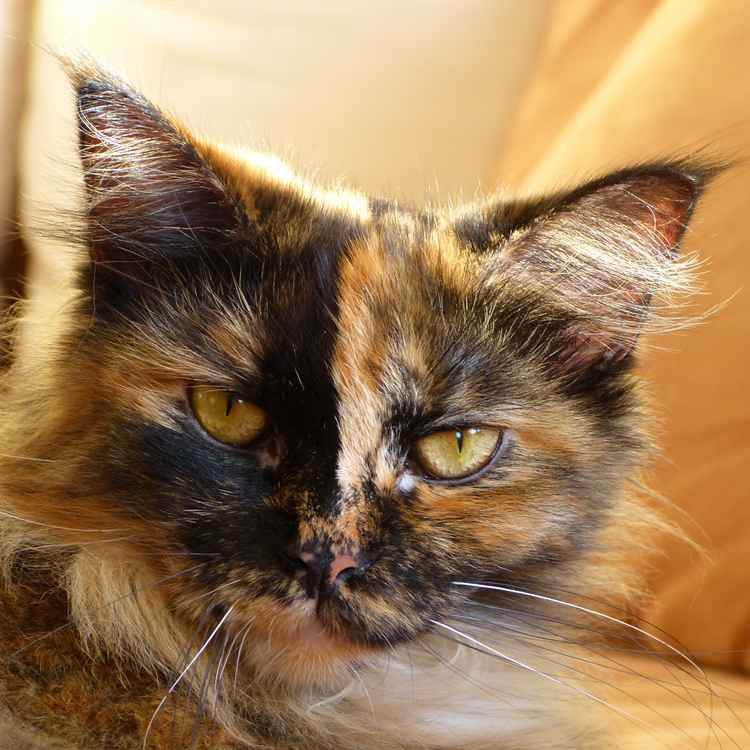 Kleine Lady