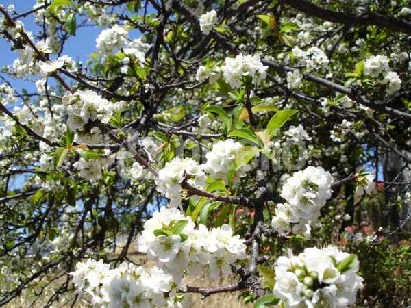 Apfelblüte