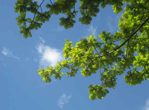 Eiche gegen den Himmel
