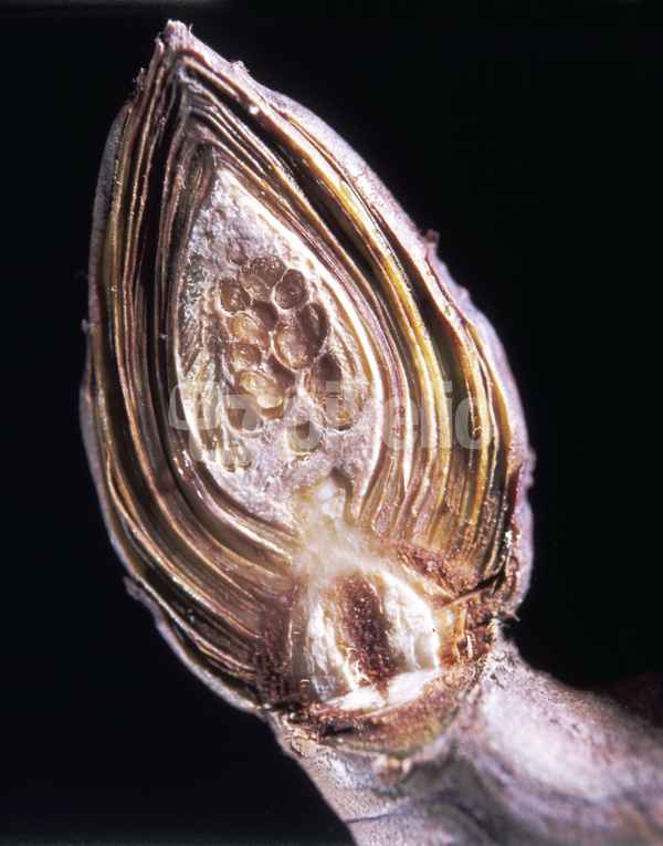 Schnitt durch eine Knospe