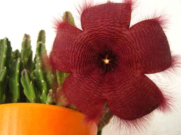 Stapelia-Pflanze mit Blüte