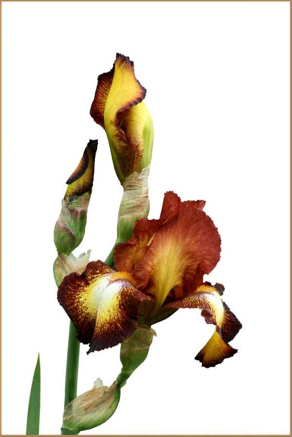 schwertlilie  lll  freigestellt