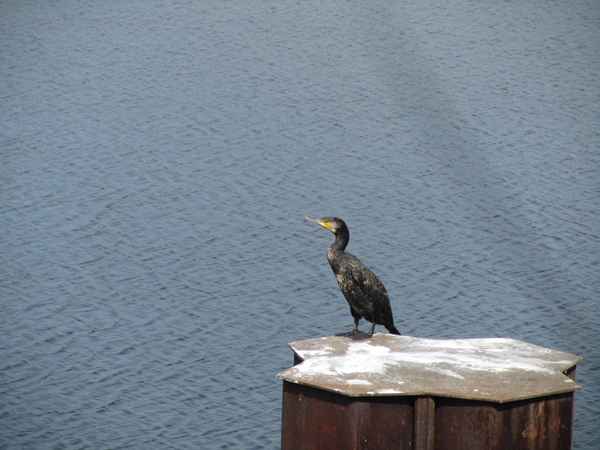 Kormoran