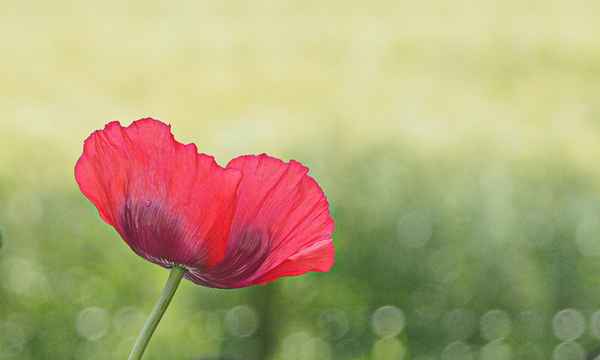 roter mohn 2