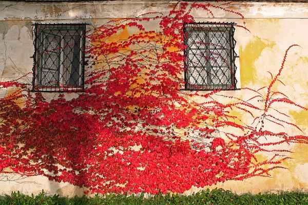 Wilder Wein im Herbst