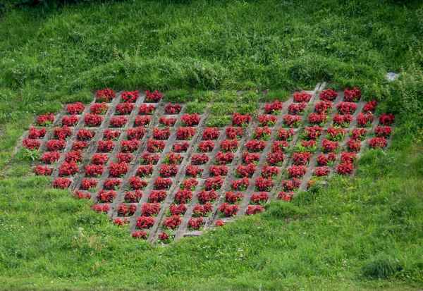 Blumenherz