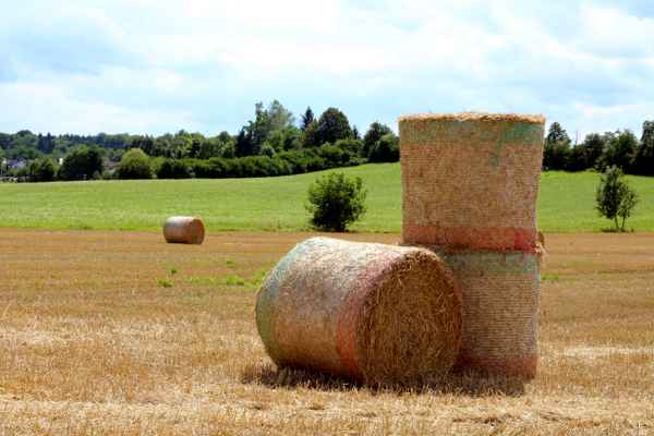 Getrocknet, gepresst und geballt 02