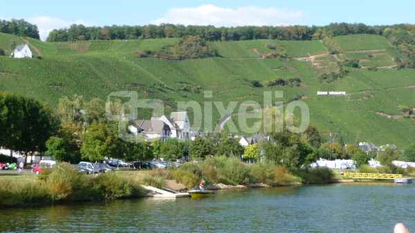 Weinberge an der Mosel