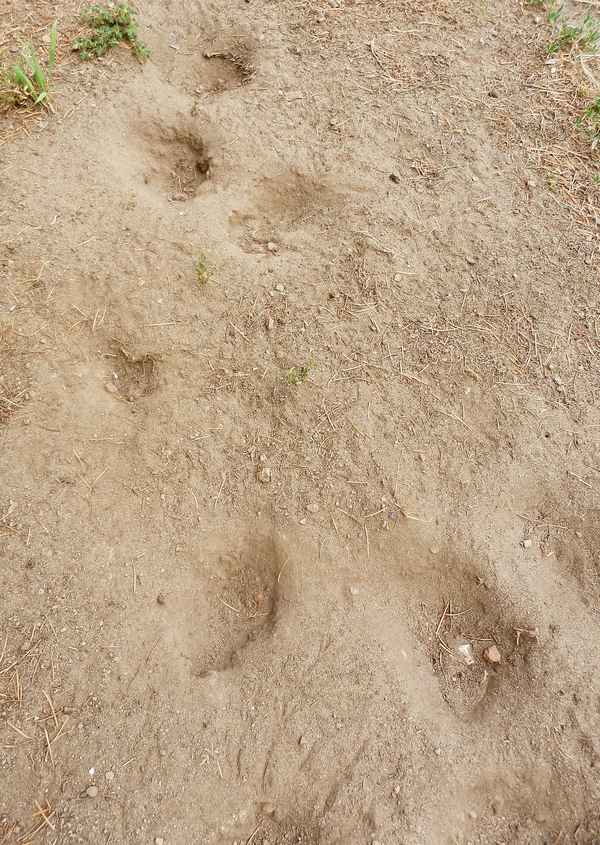 Spatzen - Sandbadeplatz