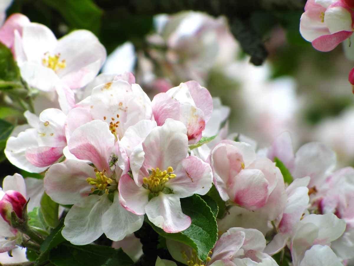 Apfelblüten 2