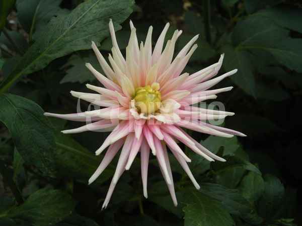 Blüte in Zartrosa
