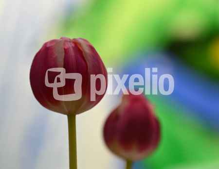 Tulpen vor Buntglasfenster