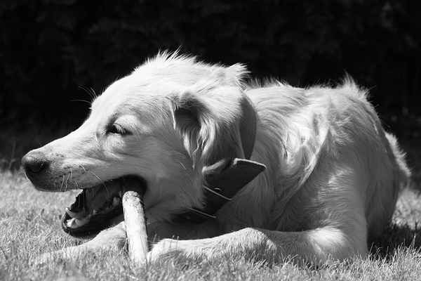Mein hund Sammy der Golden Retriever