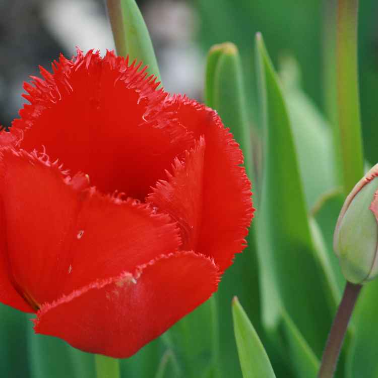 T.Ulpe
