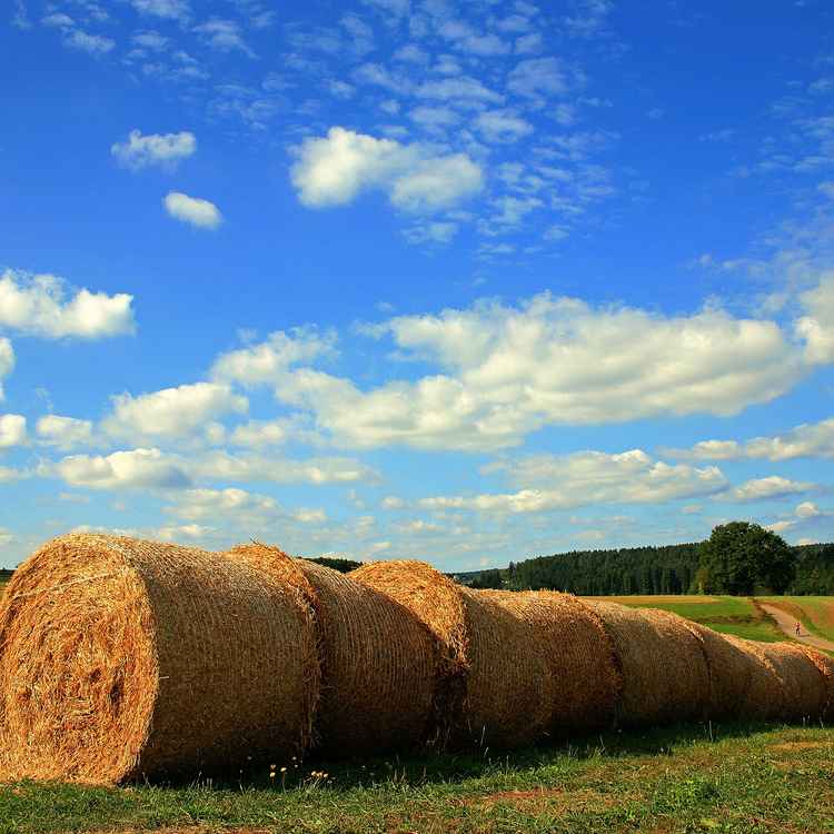 Herbstsonne auf den Feldern