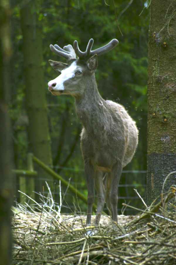 Rothirsch mit weißer Nase im Bast