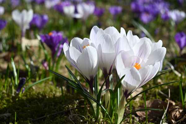 Frühlingsboten