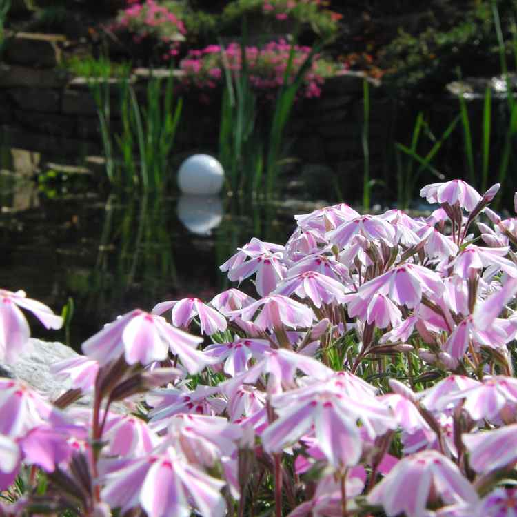 Blumen am Teich