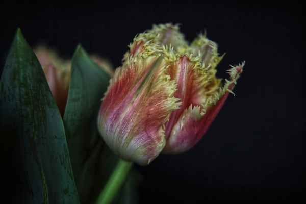 Tulpe