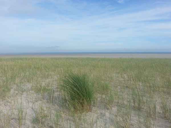 Dünengras auf der Sandbank