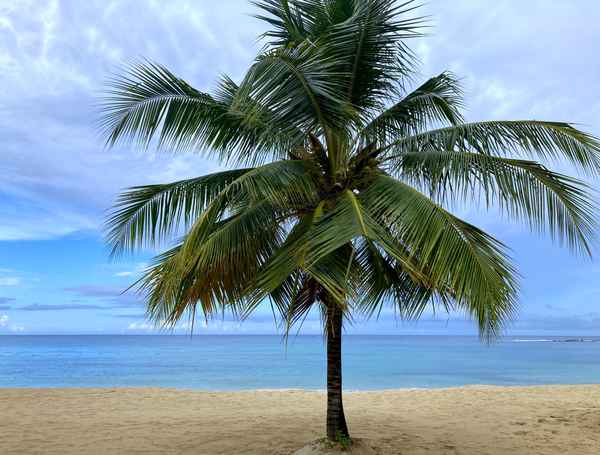 Palme am Sandstrand