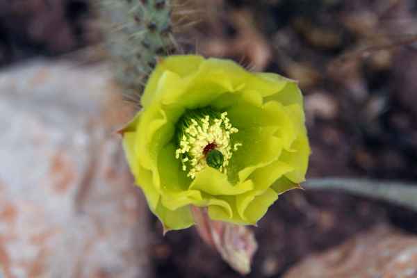 Kakteenblüte