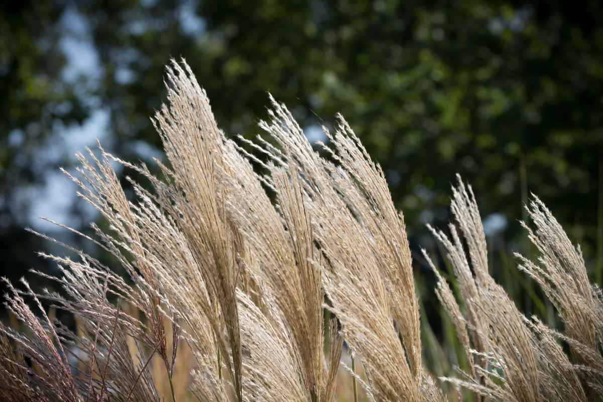 BuGa Gelände Koblenz
