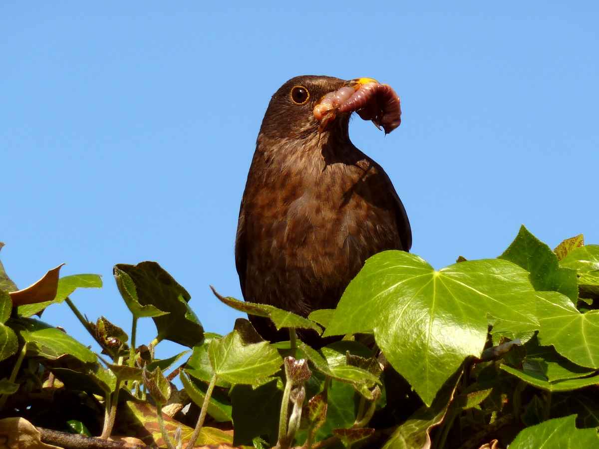 Amseleltern versorgen fleißig ihre Jungen