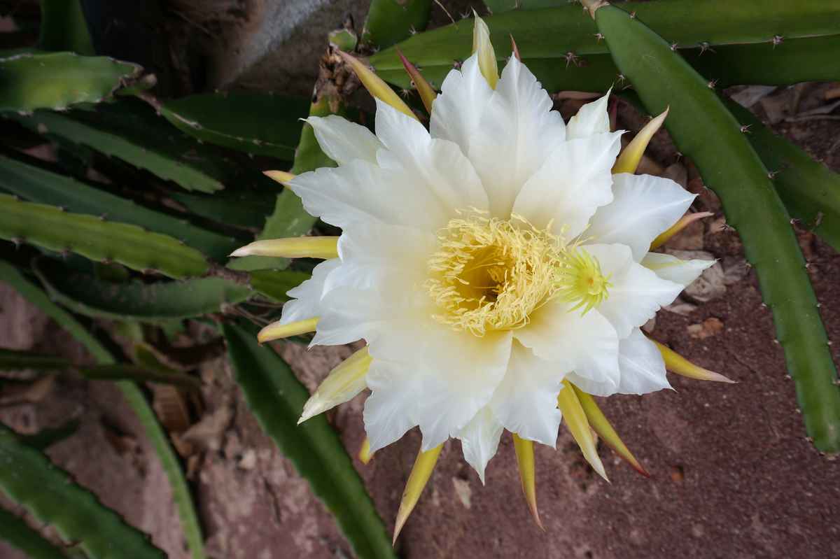 Blüte der Drachenfrucht
