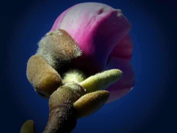Tulpen-Magnolie (Magnolia soulangeana)