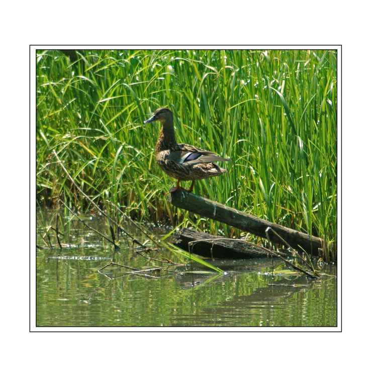 Ente