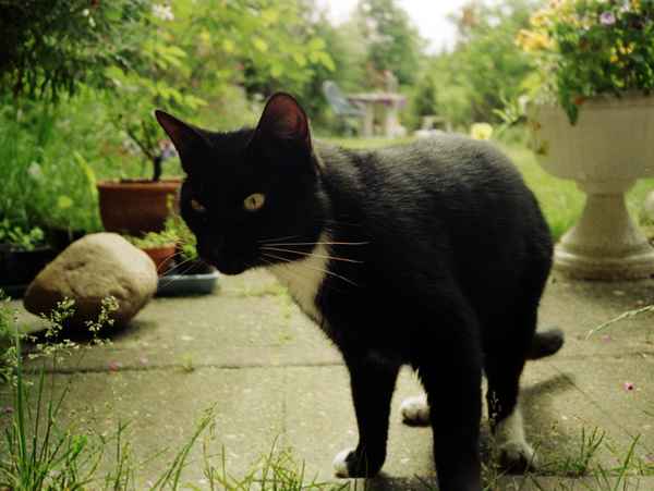 Unsere Katze Luzi(fer) im Jahr 2001