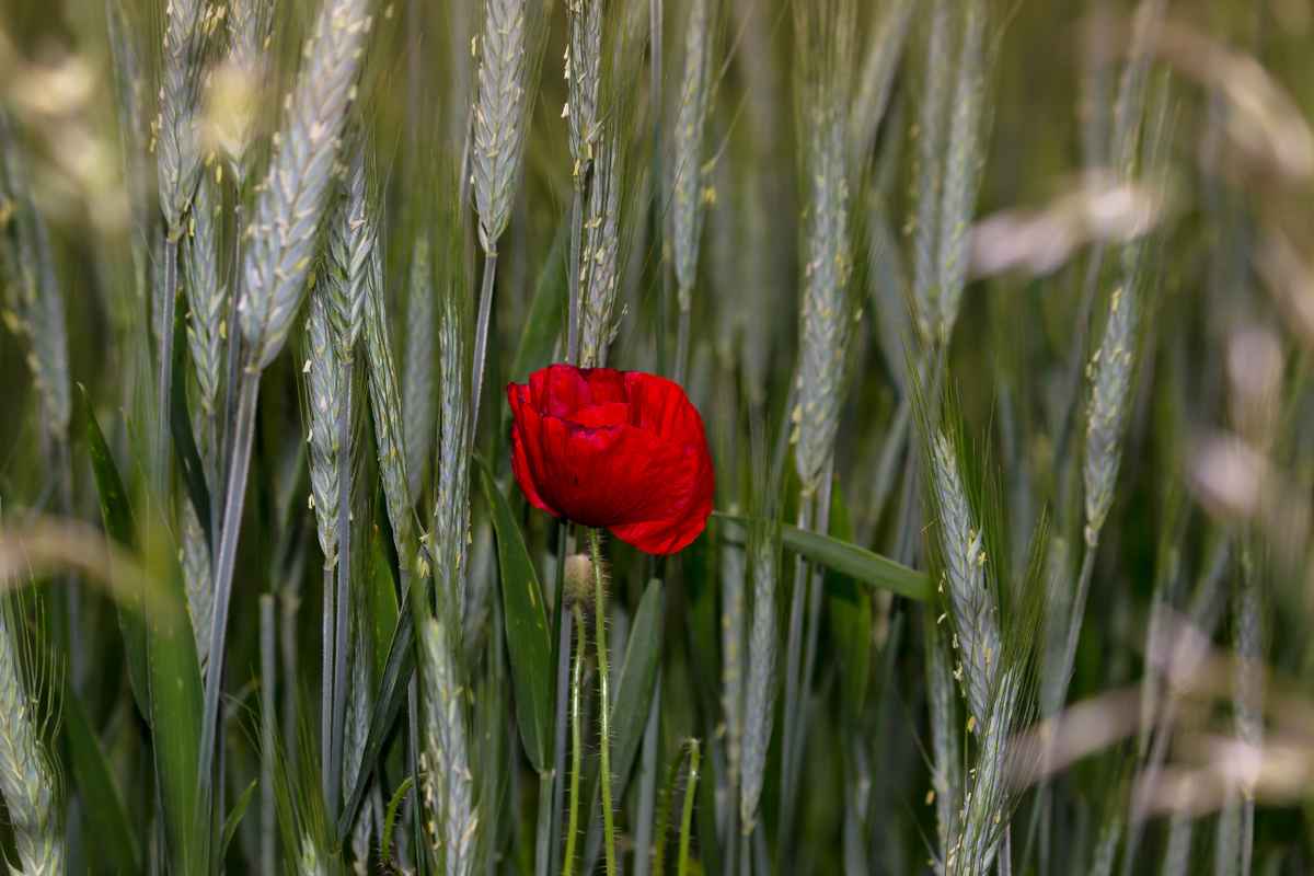 Mohn im Ährenfeld
