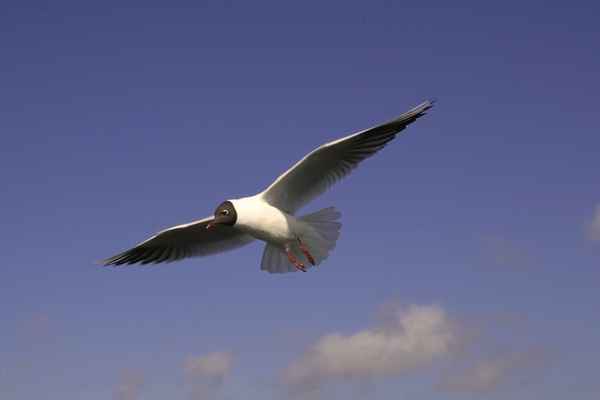 Möwe (4)