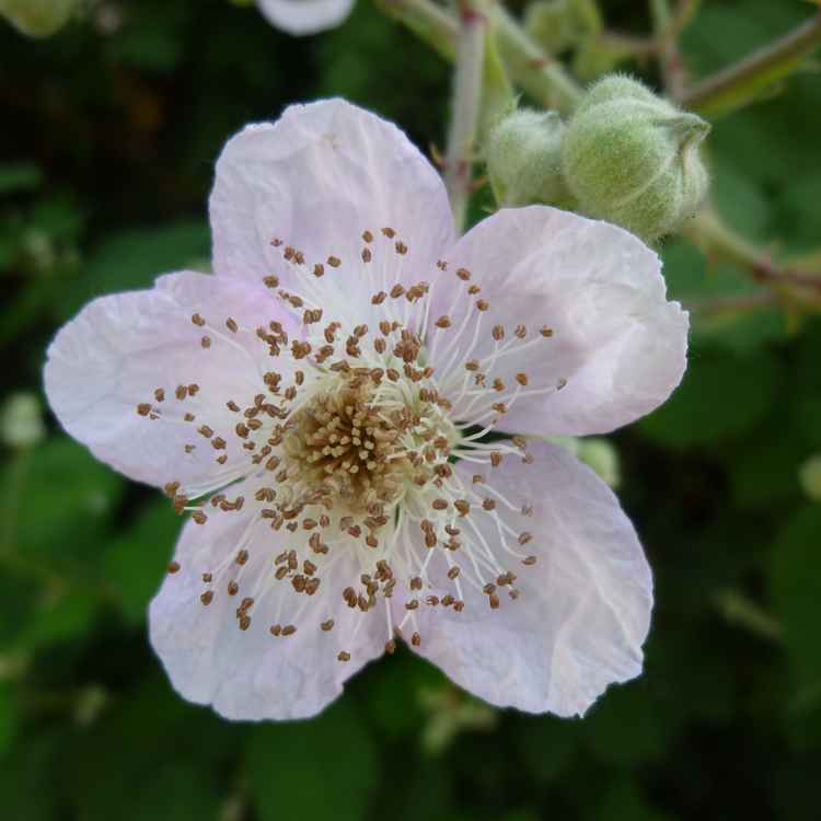 Brombeerblüte