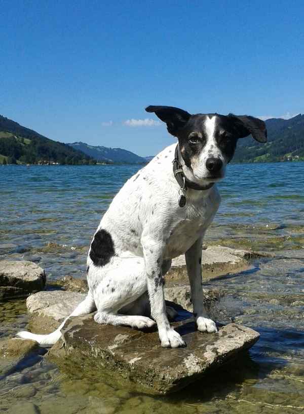 Rettungshund am Alpsee