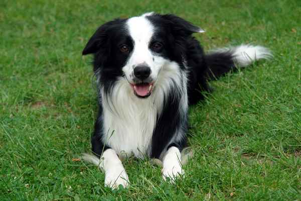 Border Collie Momo