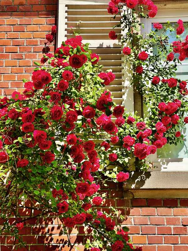 Hauswand mit Rosen