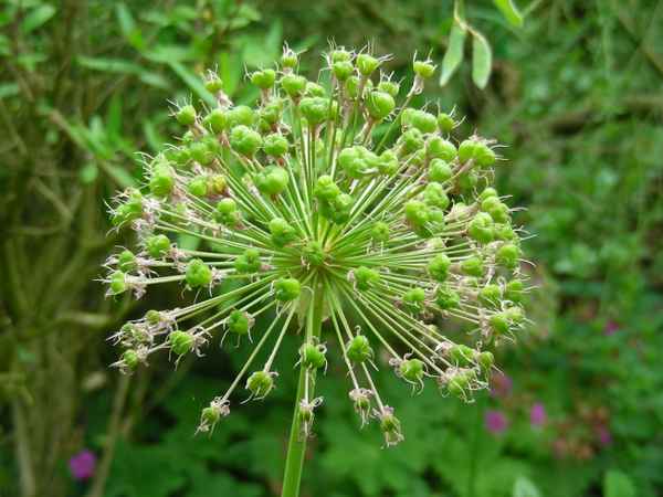 Samenstand einer Zierlauchpflanze
