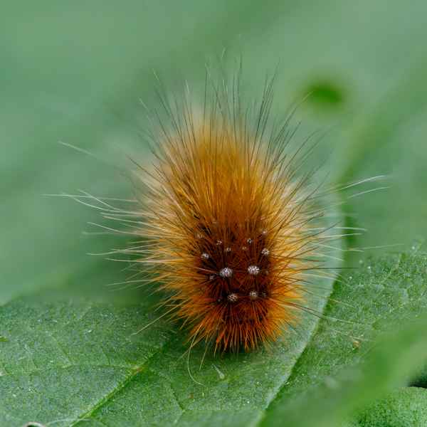 Brauner Bär - Raupe
