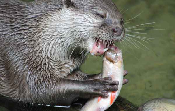 Otter-Frühstück