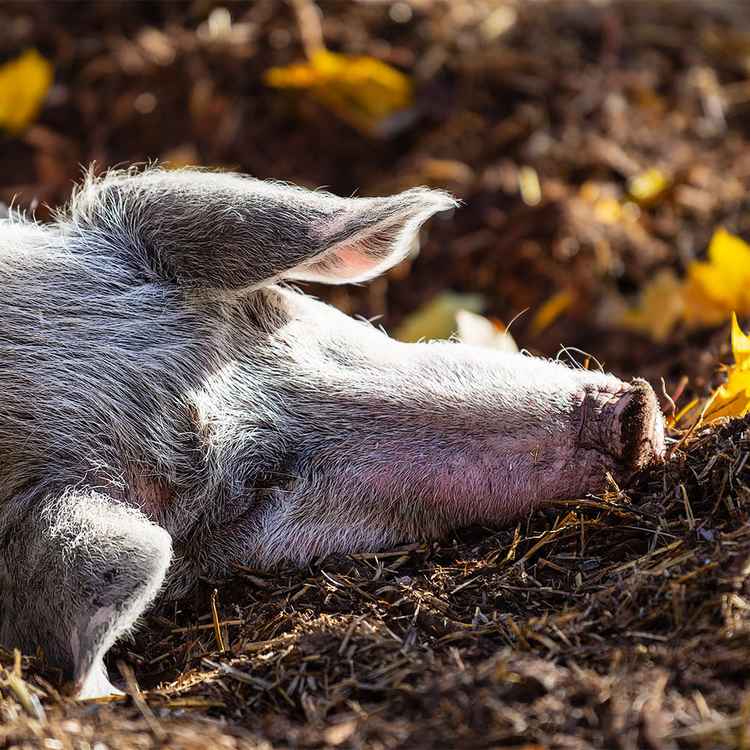 schweinisches Nickerchen