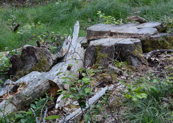 gefällt und liegengeblieben 3