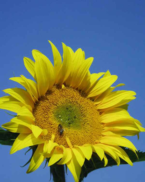 Sonnenblume