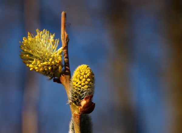 Frühling im Werdenfelser Land 02